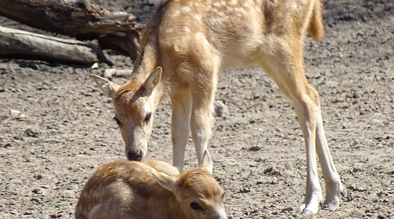 Davidshirsch - Milu - Jungtier - Aktuelles Tierpark Berlin und Zoo Berlin - Freunde Hauptstadtzoos - Förderverein