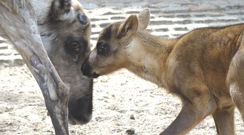 Europäisches Waldrentier - Jungtier - Aktuelles Tierpark Berlin und Zoo Berlin - Freunde Hauptstadtzoos - Förderverein