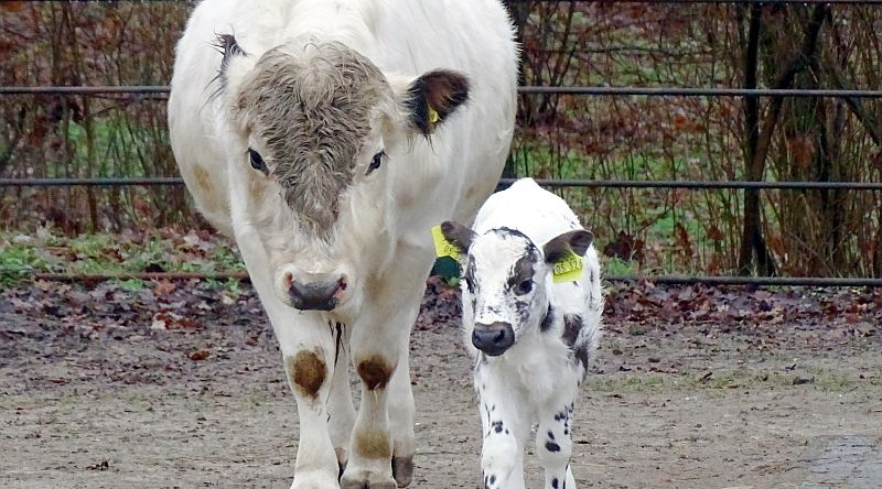 Fjällrinder - Aktuelles Tierpark Berlin und Zoo Berlin - Freunde Hauptstadtzoos - Förderverein