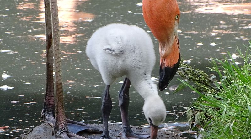 Flamingo-Küken auf Schlammhügel im Tierpark Berlin.