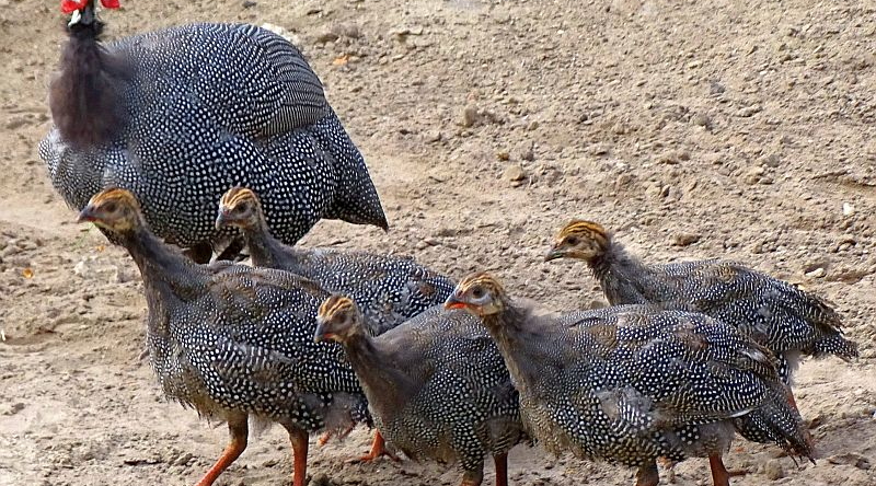 Helmperlhuhn -  Aktuelles Tierpark Berlin und Zoo Berlin - Freunde Hauptstadtzoos - Förderverein