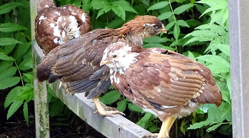 Orloff-Zwerghühner im Tierpark Berlin