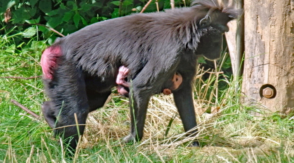 alt-"Schopfmakak - Aktuelles Tierpark Berlin und Zoo Berlin - Freunde Hauptstadtzoos - Förderverein"