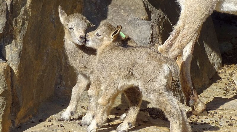 Sibirischer Steinbock -  Aktuelles Tierpark Berlin und Zoo Berlin - Freunde Hauptstadtzoos - Förderverein