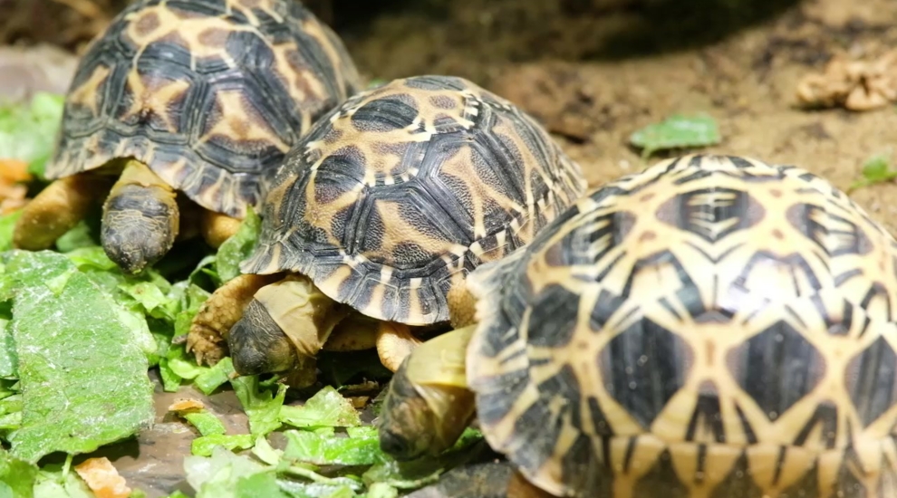 alt-"Strahlenschildkröten-Nachzucht -  Aktuelles Tierpark Berlin und Zoo Berlin - Freunde Hauptstadtzoos - Förderverein"