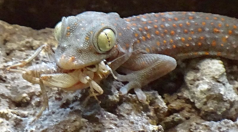 Tokeh-Jungtier im Tierpark Berlin