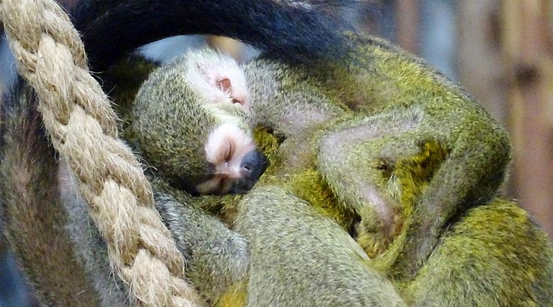 Nachwuchs bei den Totenkopfäffchen im Zoo Berlin - Aktuelles aus Tierpark Berlin und Zoo Berlin - Freunde Hauptstadtzoos - Förderverein