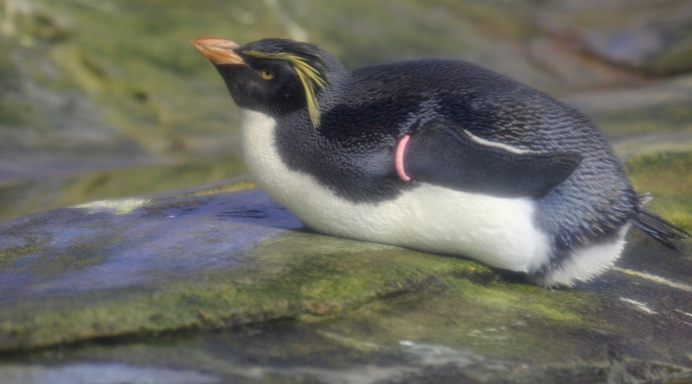 Tristanpinguine - Zoo Berlin - Aktuelles - Freunde Hauptstadtzoos - Förderverein