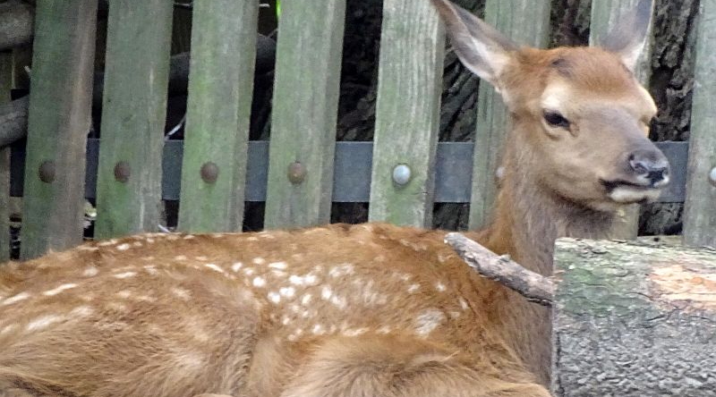 Jungtier bei den Wapitis im Tierpark Berlin - Freunde Hauptstadtzoos - Aktuelles aus dem Tierpark und dem Zoo