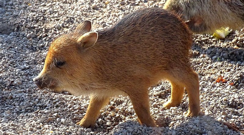 Jungtier bei den Weißbartpekaris im Zoo Berlin
