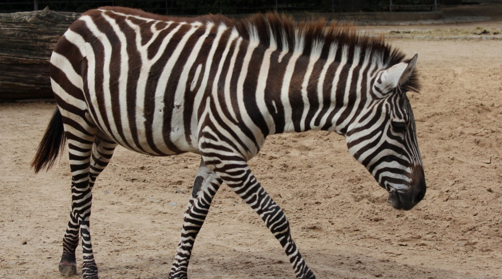 Böhmzebra - Zoo Berlin - Aktuelles - Freunde Hauptstadtzoos - Förderverein