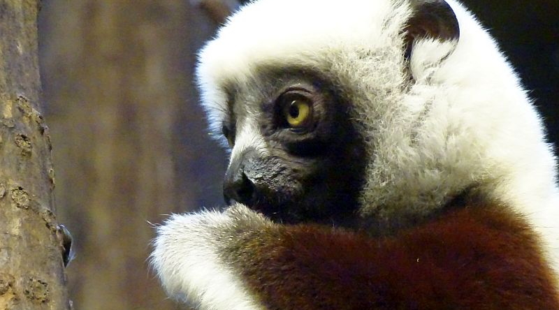 alt-"Coquerel-Sifaka- Aktuelles Tierpark Berlin und Zoo Berlin - Freunde Hauptstadtzoos - Förderverein"