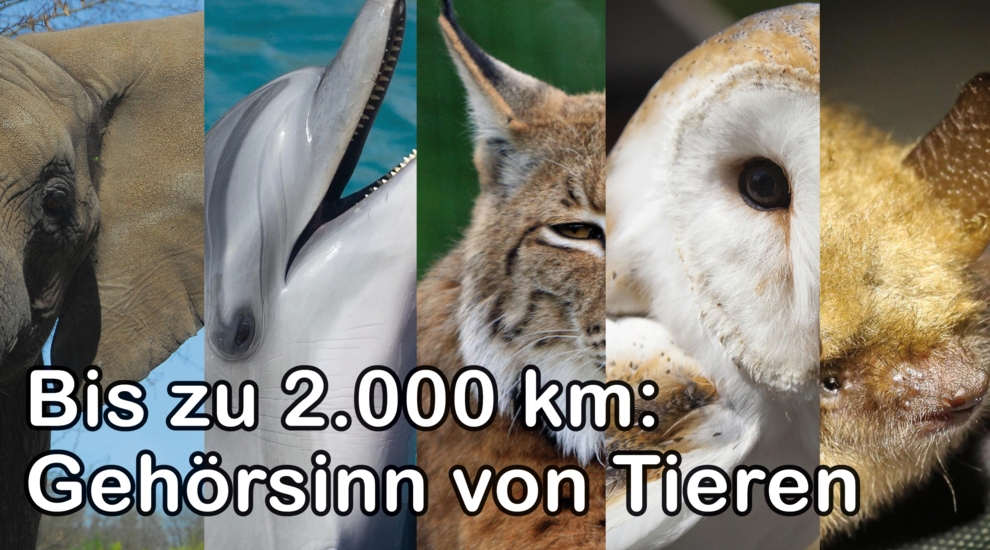 Gehörsinn - Gehör - Tiere - Tierwelt - Tierwissen - Tierpark Berlin - Zoo Berlin- Freunde Hauptstadtzoos