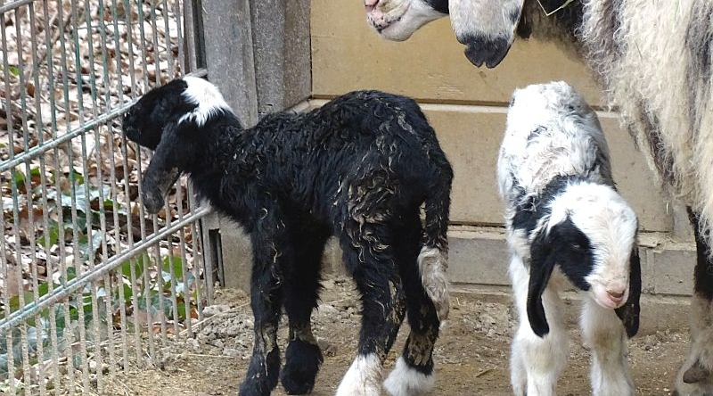 Geschecktes Bergschaf - Aktuelles Tierpark Berlin und Zoo Berlin - Freunde Hauptstadtzoos - Förderverein