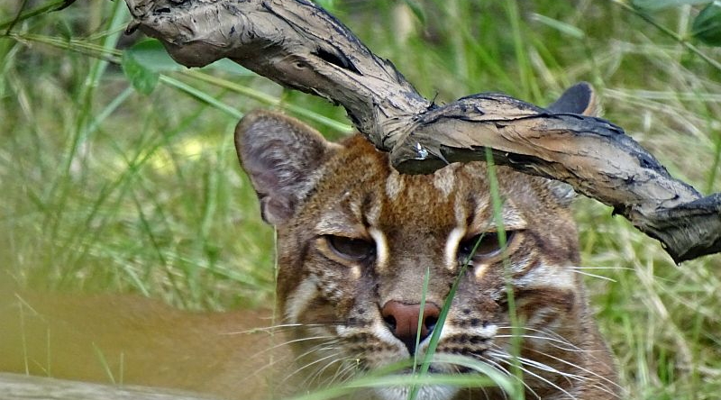 Goldkatze - Aktuelles Tierpark Berlin und Zoo Berlin - Freunde Hauptstadtzoos - Förderverein