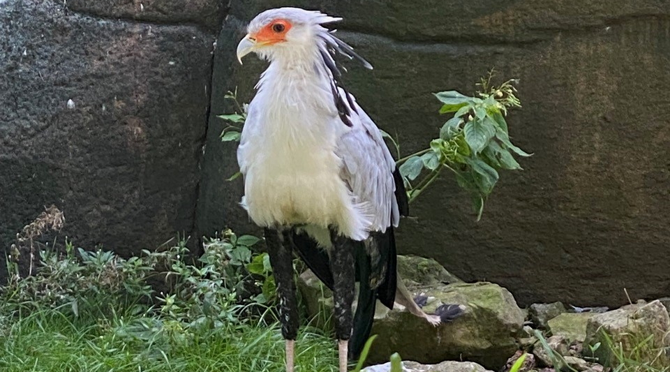 Greifvogel - Sekretär - Zoo Berlin - Aktuelles - Freunde Hauptstadtzoos - Förderverein