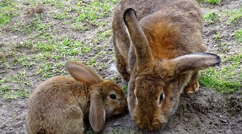 Hauskaninchen - Aktuelles Tierpark Berlin und Zoo Berlin - Freunde Hauptstadtzoos - Förderverein