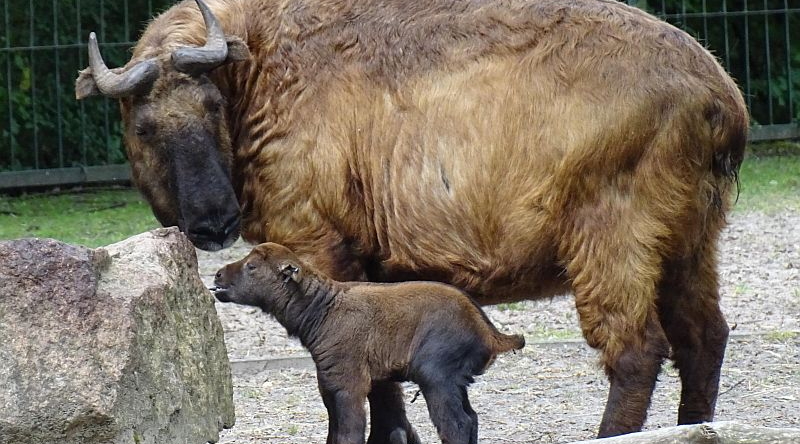 Mishmi-Takin - Aktuelles Tierpark Berlin und Zoo Berlin - Freunde Hauptstadtzoos - Förderverein