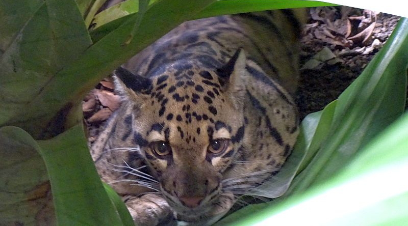 alt-"Nebelparder - Baumtiger - Aktuelles Tierpark Berlin und Zoo Berlin - Freunde Hauptstadtzoos - Förderverein"