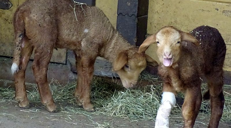 alt-"Rouge du Roussillon -  Aktuelles Tierpark Berlin und Zoo Berlin - Freunde Hauptstadtzoos - Förderverein"