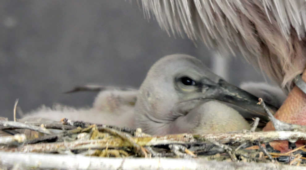 alt-"Rotrückenpelikan - Aktuelles Tierpark Berlin und Zoo Berlin - Freunde Hauptstadtzoos - Förderverein"