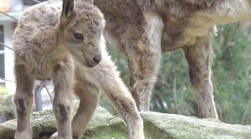 Sibirischer Steinbock - Jungtier -  Aktuelles Tierpark Berlin und Zoo Berlin - Freunde Hauptstadtzoos - Förderverein