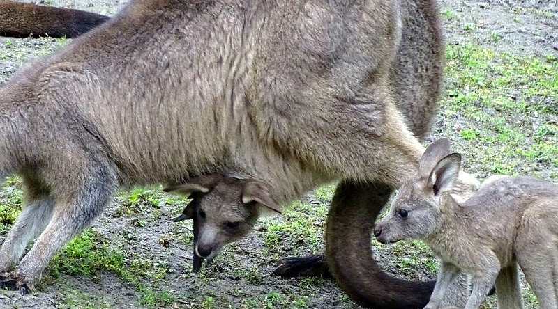 Tasmanisches Großes Riesenkänguru -  Aktuelles Tierpark Berlin und Zoo Berlin - Freunde Hauptstadtzoos - Förderverein