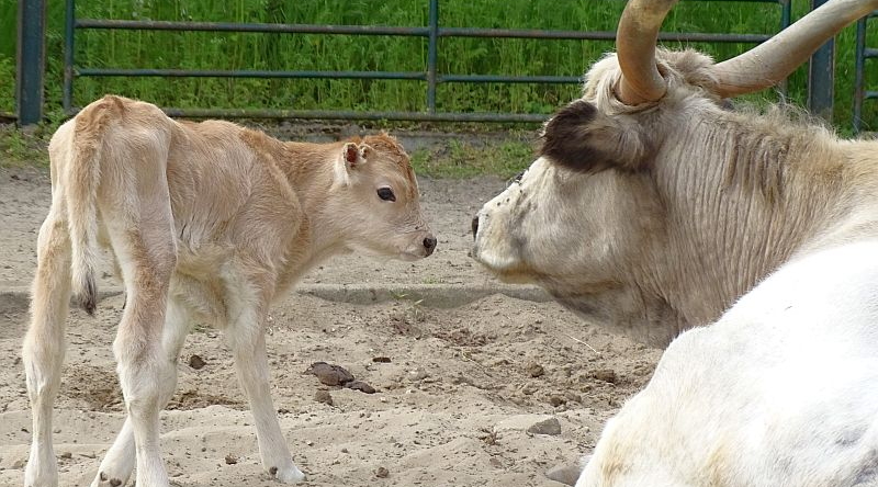 Ungarisches Steppenrind - Aktuelles Tierpark Berlin und Zoo Berlin - Freunde Hauptstadtzoos - Förderverein