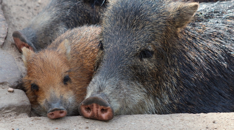 Weißbartpekari - Zoo Berlin - Aktuelles - Freunde Hauptstadtzoos - Förderverein