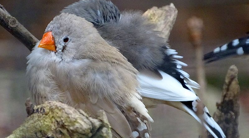 Zebrafink mit Jungvogel im Tierpark Berlin