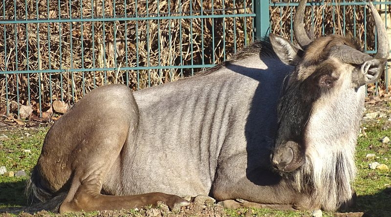 Östlicher Weißbartgnu- Artenschutz - Tierpark Berlin - Aktuelles Tierpark Berlin und Zoo Berlin - Freunde Hauptstadtzoos - Förderverein