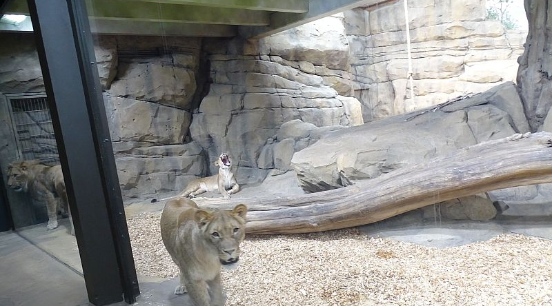 Löwen Raubtierhaus - Reich der Jäger -  Aktuelles Tierpark Berlin und Zoo Berlin - Freunde Hauptstadtzoos - Förderverein