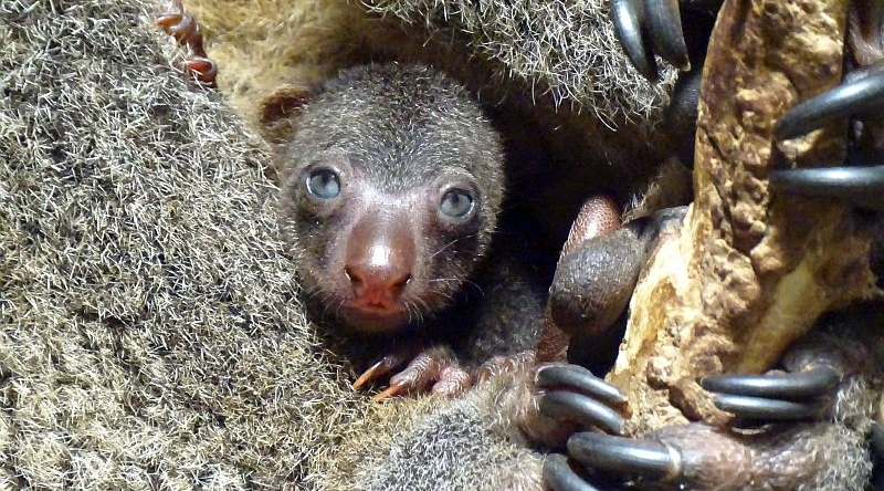 Bärenkuskus-Jungtier im Tierpark Berlin