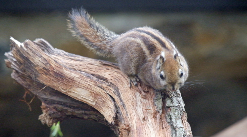 Chinesisches Baumstreifenhörnchen - Aktuelles Tierpark Berlin und Zoo Berlin - Freunde Hauptstadtzoos - Förderverein