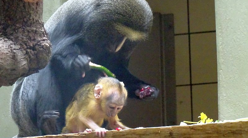 Eulenkopfmeerkatze - Aktuelles Tierpark Berlin und Zoo Berlin - Freunde Hauptstadtzoos - Förderverein