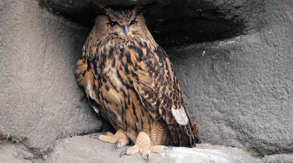 Europäischer Uhu - Adlerschlucht - Aktuelles Tierpark Berlin und Zoo Berlin - Freunde Hauptstadtzoos - Förderverein