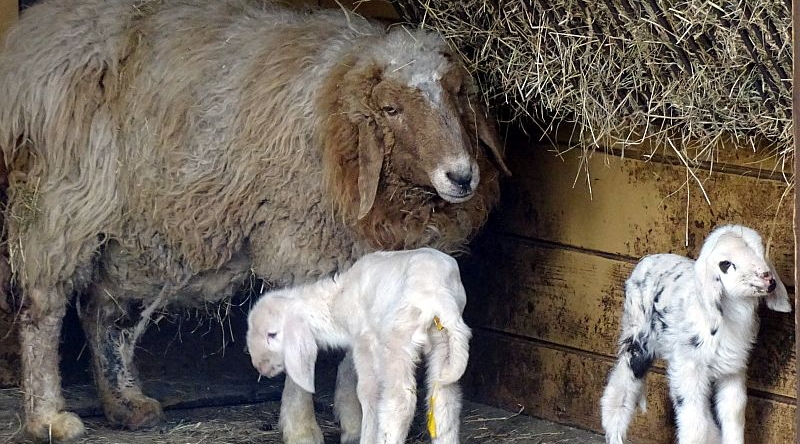 Geschecktes Bergschaf - Aktuelles Tierpark Berlin und Zoo Berlin - Freunde Hauptstadtzoos - Förderverein