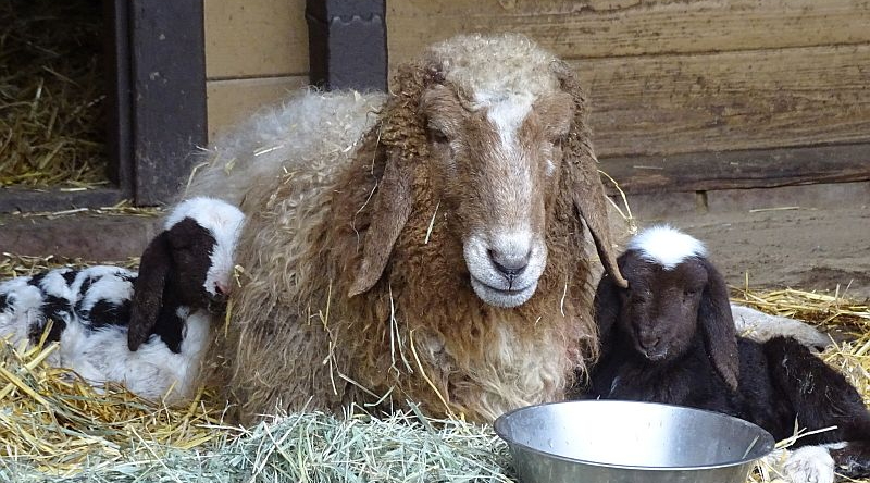 Geschecktes Bergschaf - Aktuelles Tierpark Berlin und Zoo Berlin - Freunde Hauptstadtzoos - Förderverein
