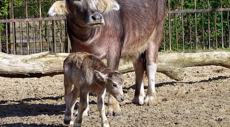 Kerabau -  Aktuelles Tierpark Berlin und Zoo Berlin - Freunde Hauptstadtzoos - Förderverein