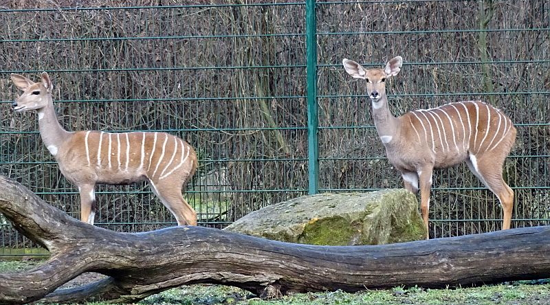 Zwei weibliche Kleine Kudus im Tierpark Berlin