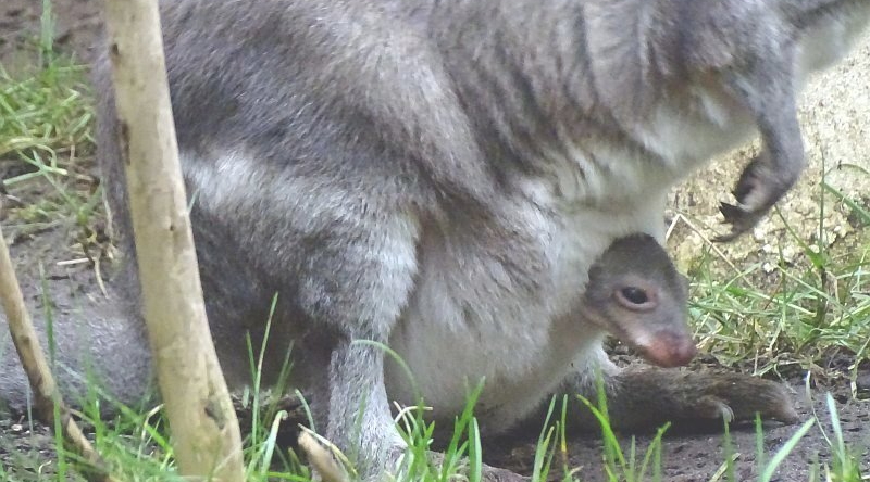Neuguinea-Filander mit Nachwuchs im Tierpark Berlin - Freunde Hauptstadtzoos