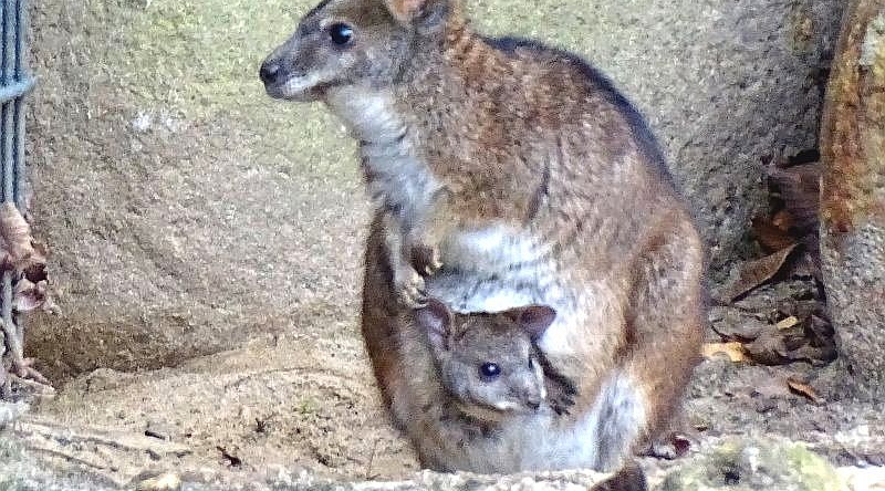 Parmakänguru - Parmawallabay -  Aktuelles Tierpark Berlin und Zoo Berlin - Freunde Hauptstadtzoos - Förderverein