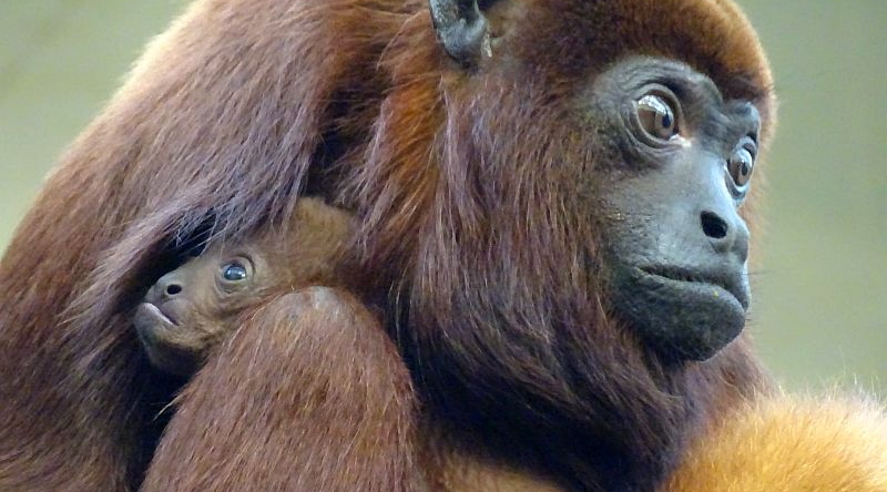 alt-"Roter Brüllaffe - Aktuelles Tierpark Berlin und Zoo Berlin - Freunde Hauptstadtzoos - Förderverein"