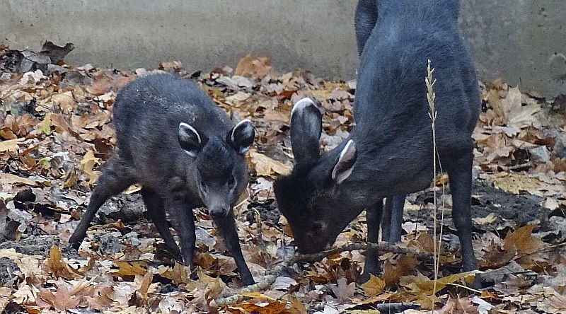 Jungtier bei den Schopfhirschen im Tierpark Berlin