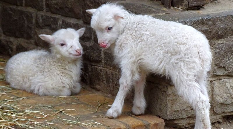 Jungtiere bei den Skudden im Tierpark Berlin