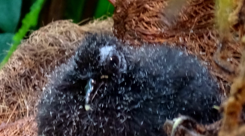 Weißnacken-Fasantaube - Zoo Berlin - Aktuelles - Freunde Hauptstadtzoos - Förderverein
