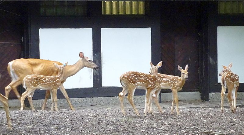 Fünf Jungtiere bei den Weißwedelhirschen im Zoo Berlin geboren - Freunde Hauptstadtzoos - Helfen