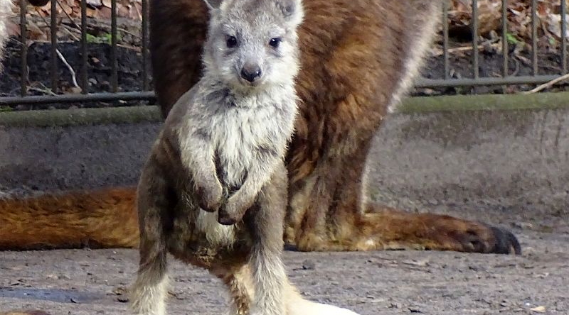 alt-"Östliches Bergkänguru -  Aktuelles Tierpark Berlin und Zoo Berlin - Freunde Hauptstadtzoos - Förderverein"