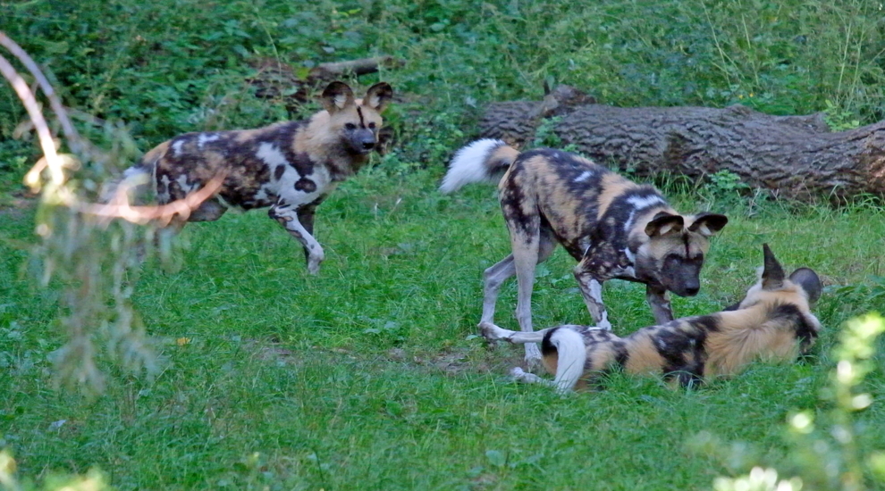 Afrikanische Wildhunde im Tierpark Berlin.