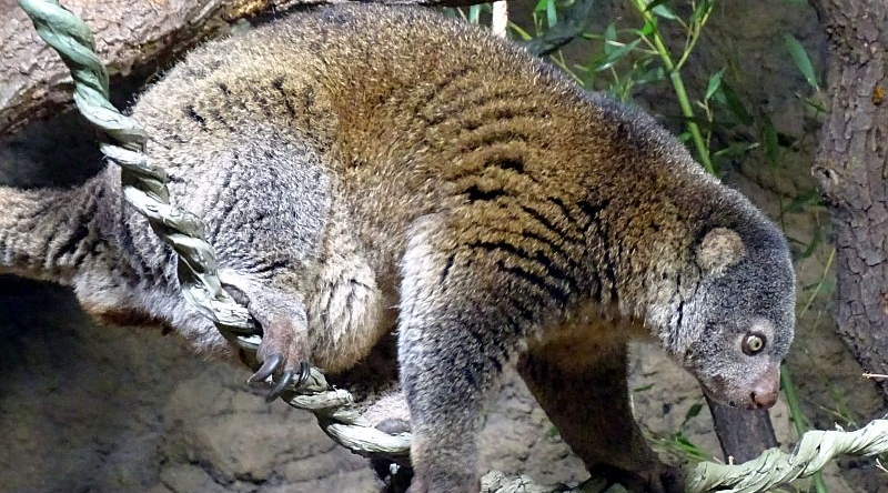Bärenkuskus - Aktuelles Tierpark Berlin und Zoo Berlin - Freunde Hauptstadtzoos - Förderverein